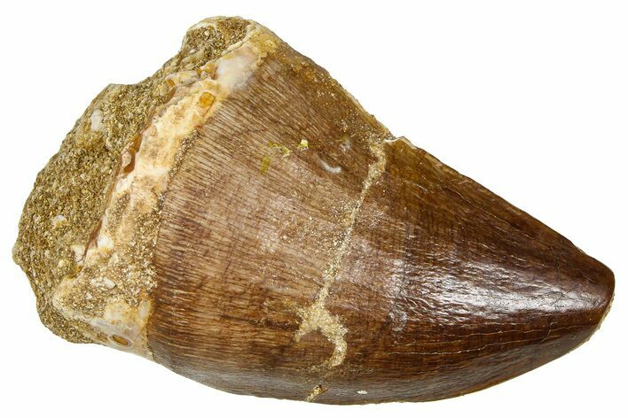 Fossil Mosasaur (Thalassotitan) Tooth - Morocco #374612